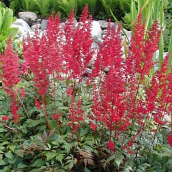 Astilbe rubra